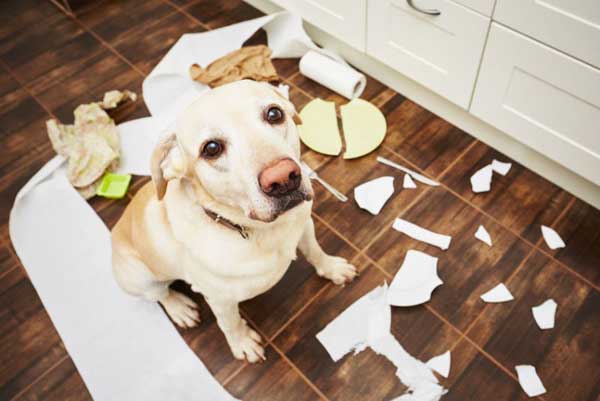 Many dog parents keep cleaning products that are not safe for dogs around the house.  Cheaper and just as effective as the products you buy at the store, we’ve found a few DIY cleaning supplies you already have in your pantry.